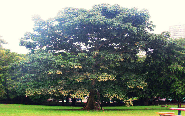 Árbol Panamá Árbol_Panamá