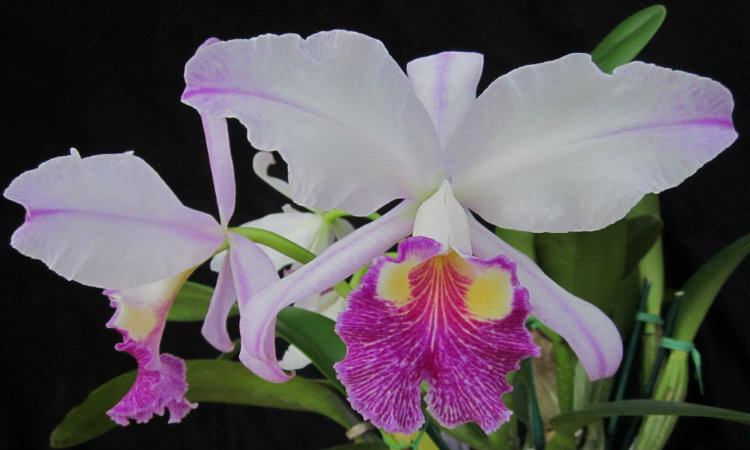 Cattleya Trianae Cattleya Trianae